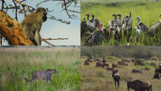 非洲肯尼亚野生动物高清在线视频素材下载