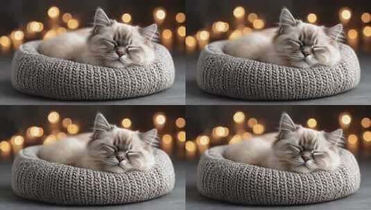 舒适猫咪在柔软猫窝里安静睡眠高清在线视频素材下载