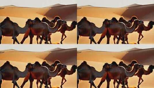沙漠中行走的骆驼群高清在线视频素材下载