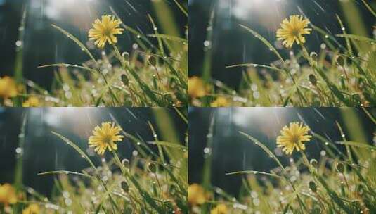 雨后蒲公英水珠阳光唯美生命力视频高清在线视频素材下载