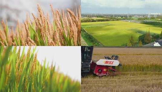 粮食丰收 万亩良田高清在线视频素材下载