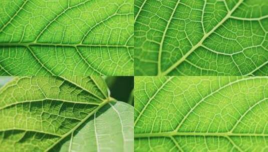 树叶绿叶叶脉微距显微镜高清在线视频素材下载