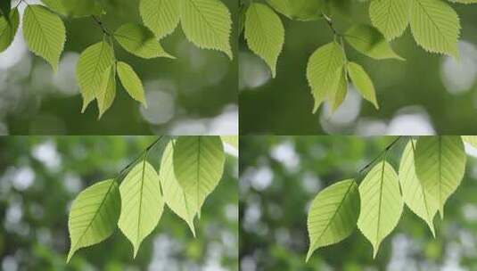 清新嫩绿树叶近景高清在线视频素材下载