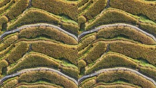 航拍浙江丽水云和梯田 秋天丰收的金色稻田高清在线视频素材下载