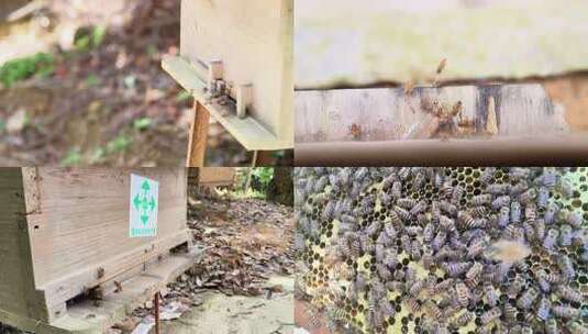 蜜蜂聚集在木头上的近景画面高清在线视频素材下载