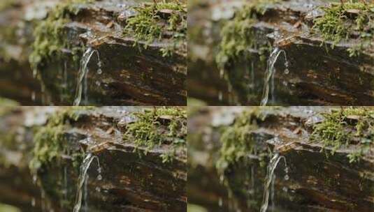 溪流岩石青苔清新自然特写视频高清在线视频素材下载