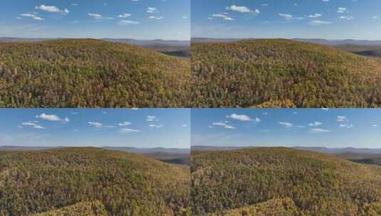 大兴安岭森林秋季风景航拍高清在线视频素材下载
