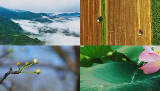 树根药材特写采集过程高清在线视频素材下载