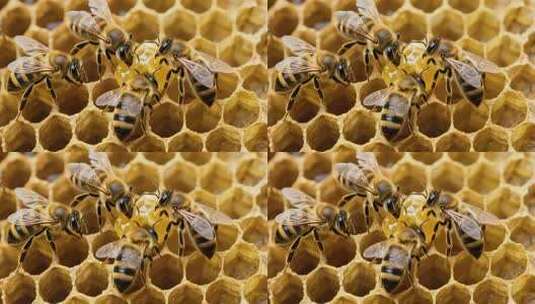 蜜蜂在蜂巢上活动的画面高清在线视频素材下载