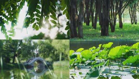 夏天阳光树叶立夏夏至小暑大暑夏日小清新高清在线视频素材下载