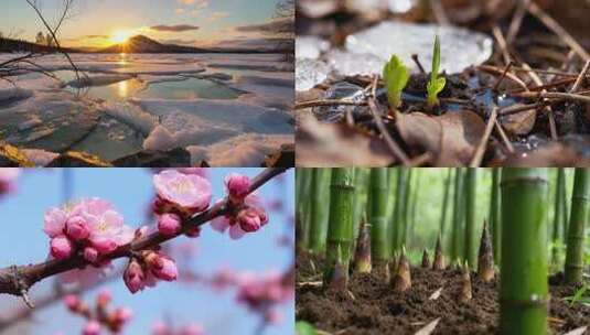 春天万物复苏大合集高清在线视频素材下载