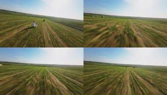 FPV穿越机航拍稻田麦田高清在线视频素材下载