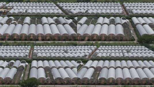 现代化农业大棚基地高清在线视频素材下载