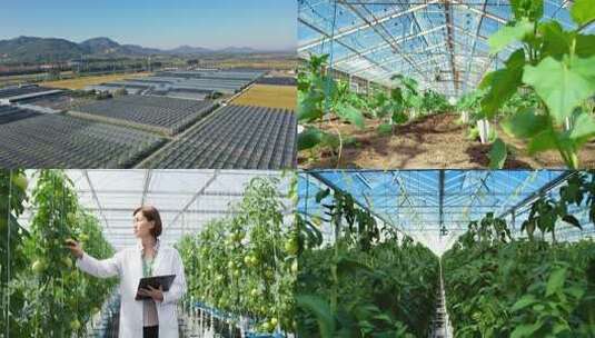 智能温室 立体种植 无土栽培 现代农业高清在线视频素材下载