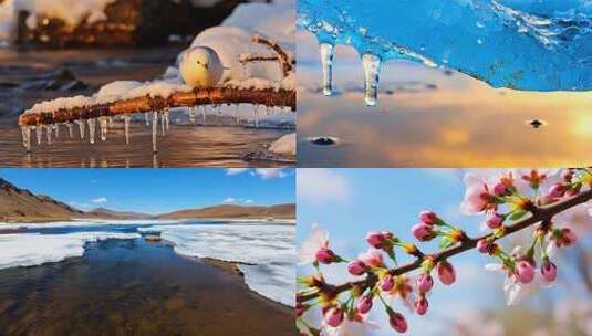 万物复苏花瓣生长种子发芽冰雪融化春暖花开高清在线视频素材下载