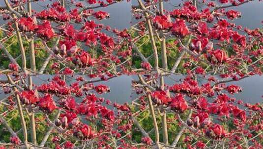 盛开的木棉花特写素材高清在线视频素材下载