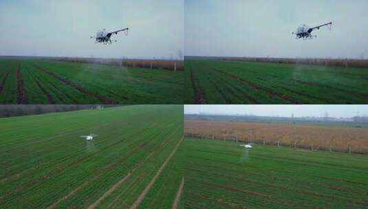 无人机麦田喷洒农药 农业植保 无人机飞防高清在线视频素材下载