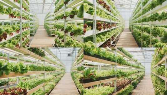 温室大棚内蔬菜种植场景高清在线视频素材下载