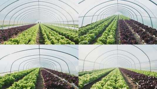 温室大棚内种植蔬菜高清在线视频素材下载