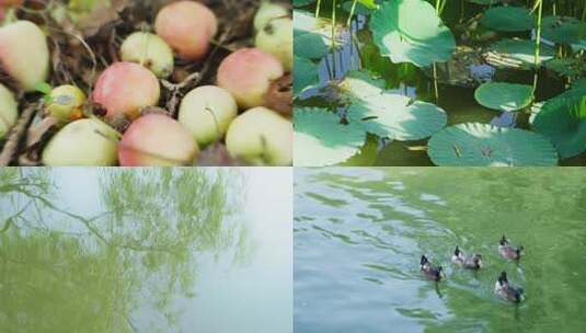 禅意意境 古风空镜 大自然禅意空镜高清在线视频素材下载