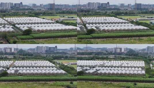 现代化农业大棚基地高清在线视频素材下载
