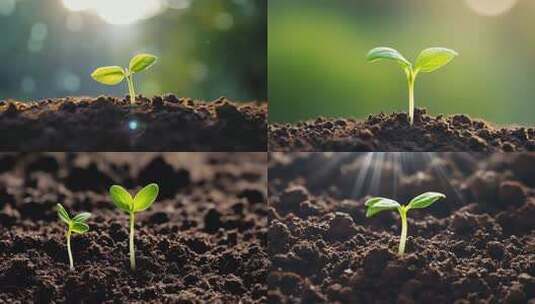 种子破土而出高清在线视频素材下载