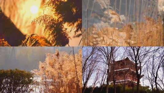 【开放式结尾】肥城：芦苇景色惹人醉高清在线视频素材下载