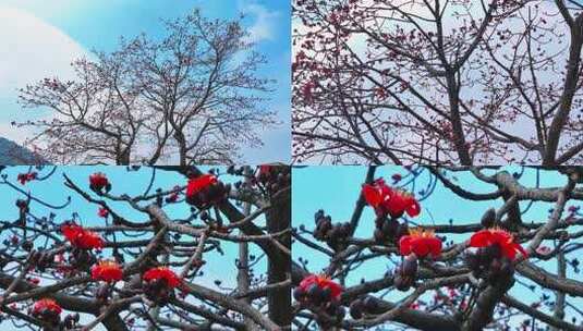 木棉花盛开特写素材高清在线视频素材下载