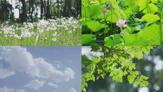 唯美写意意境空镜头秋分逆光桂花树叶阳光高清在线视频素材下载