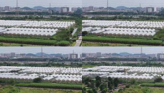 现代化农业大棚基地高清在线视频素材下载