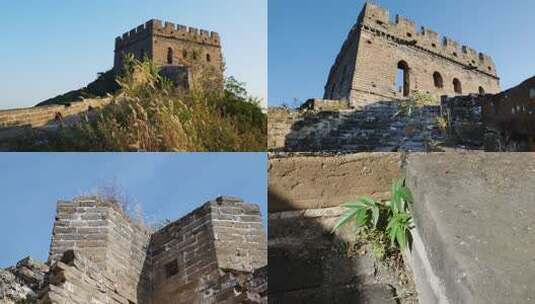 长城遗址上顽强生长的野草特写中国历史文化高清在线视频素材下载