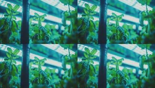 智能高效室内植物培育技术展示高清在线视频素材下载