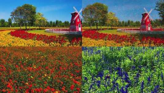 【4K]秋天浪漫紫谷伊甸园花海风车美景高清在线视频素材下载