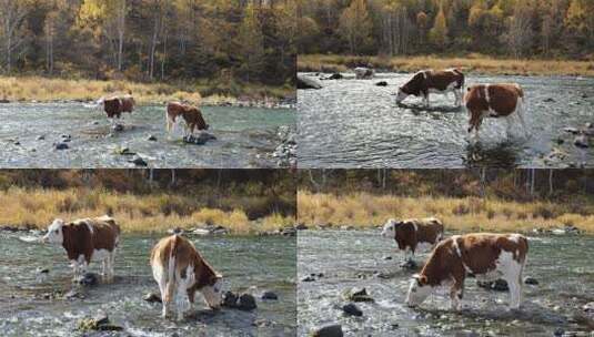 内蒙古阿尔山秋天河流里吃草的牛群自然风光高清在线视频素材下载