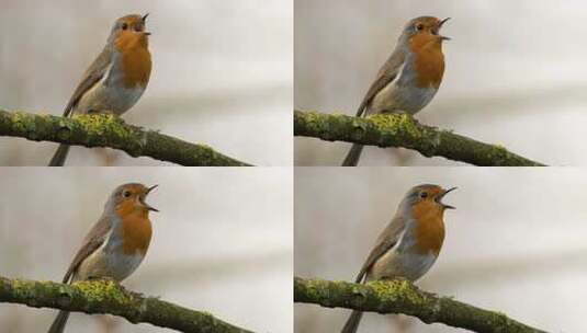 树枝上鸣叫的小鸟素材高清在线视频素材下载