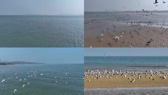 快速飞过的飞鸟高清在线视频素材下载