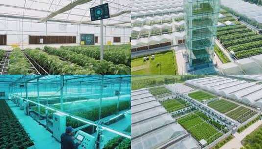温室大棚蔬菜种植监控画面高清在线视频素材下载