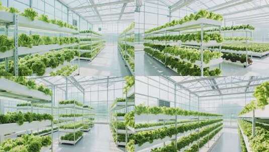 温室大棚内蔬菜种植场景高清在线视频素材下载