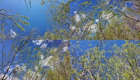 春风吹动柳树柳条摇曳高清在线视频素材下载