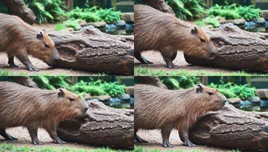 水豚嗅闻木头的自然场景高清在线视频素材下载