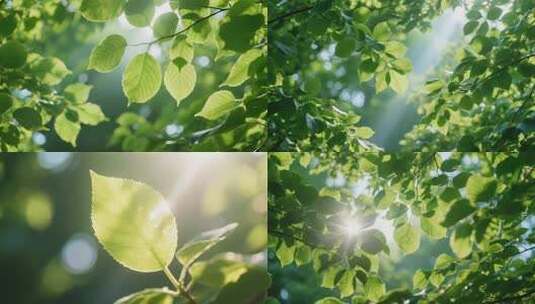 阳光树叶 阳光透过绿色树叶高清在线视频素材下载