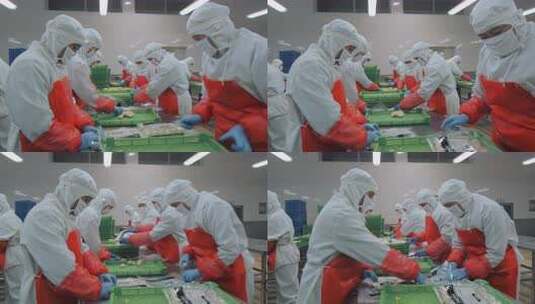 海参加工生产线工人在流水线上处理海鲜制品高清在线视频素材下载