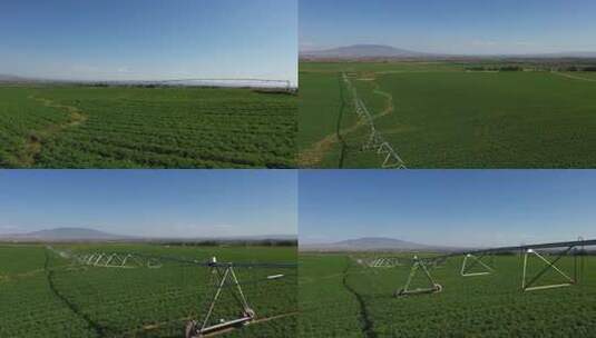 喷灌圈 节水灌溉 苜蓿种植 农场 现代化农业高清在线视频素材下载