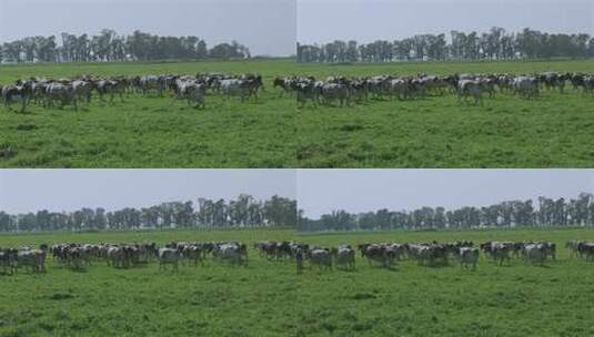奶牛农业生态养殖4k高清在线视频素材下载