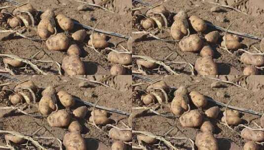 田地里刚挖出的新鲜土豆高清在线视频素材下载
