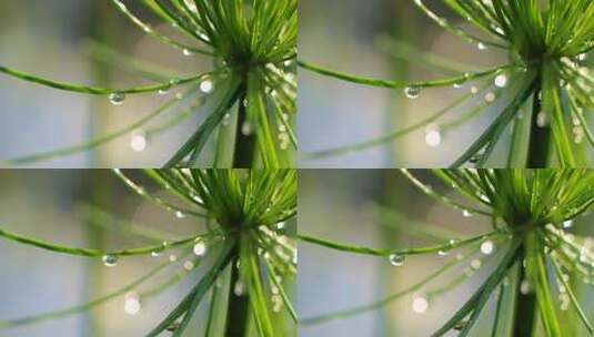 纸莎草上挂着的水珠特写高清在线视频素材下载