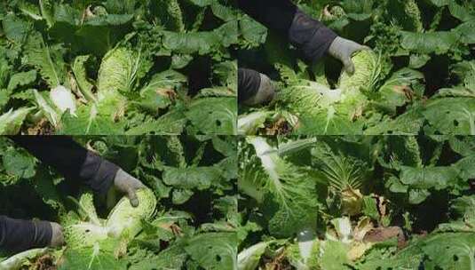 田间生长的新鲜白菜高清在线视频素材下载