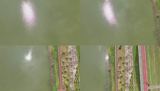 绿色背景下闪烁粒子效果高清在线视频素材下载