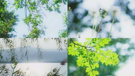 夏天清晨阳光树叶光影逆光小清新空镜高清在线视频素材下载