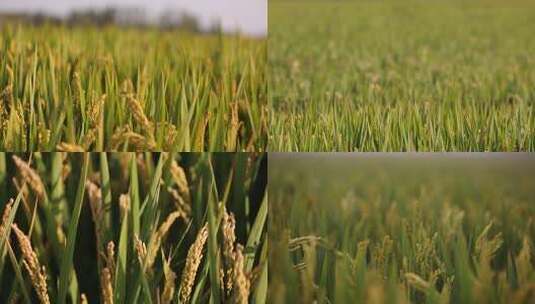 特写丰收的水稻田 鱼米之乡 乡村振兴高清在线视频素材下载